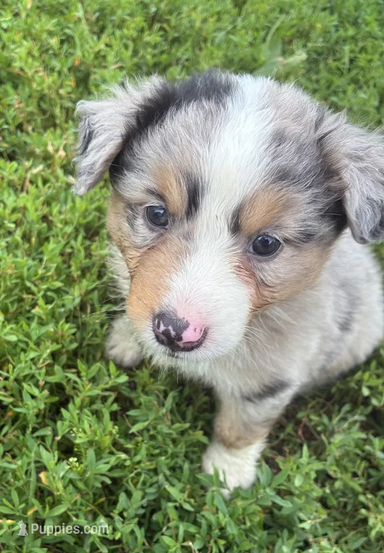 Merle – Australian Shepherd puppy for sale in Jefferson City, MO