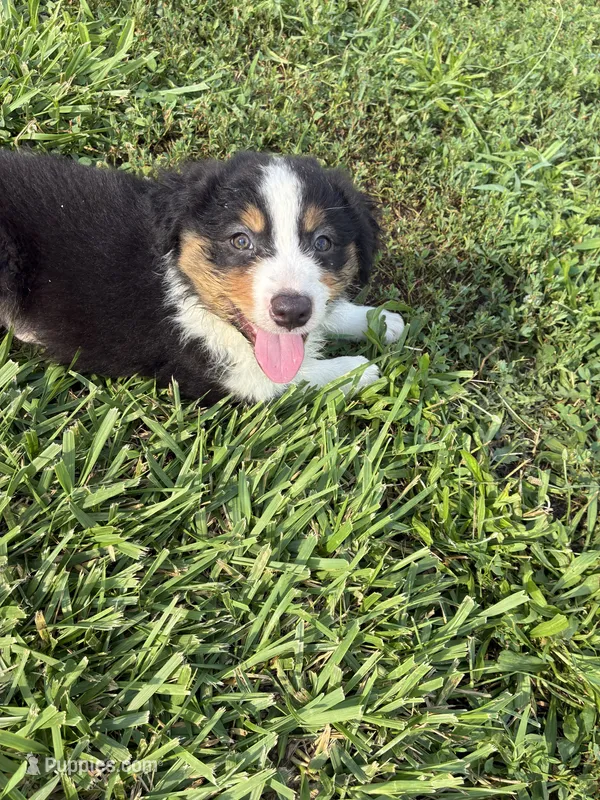Pancho – Australian Shepherd puppy for sale in Jefferson City, MO