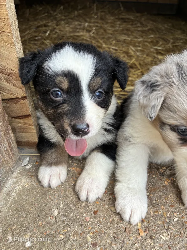 Conway  – Australian Shepherd puppy for sale in Jefferson City, MO