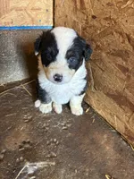 Hank, a male Australian Shepherd for sale in Jefferson City, MO – 2 of 3