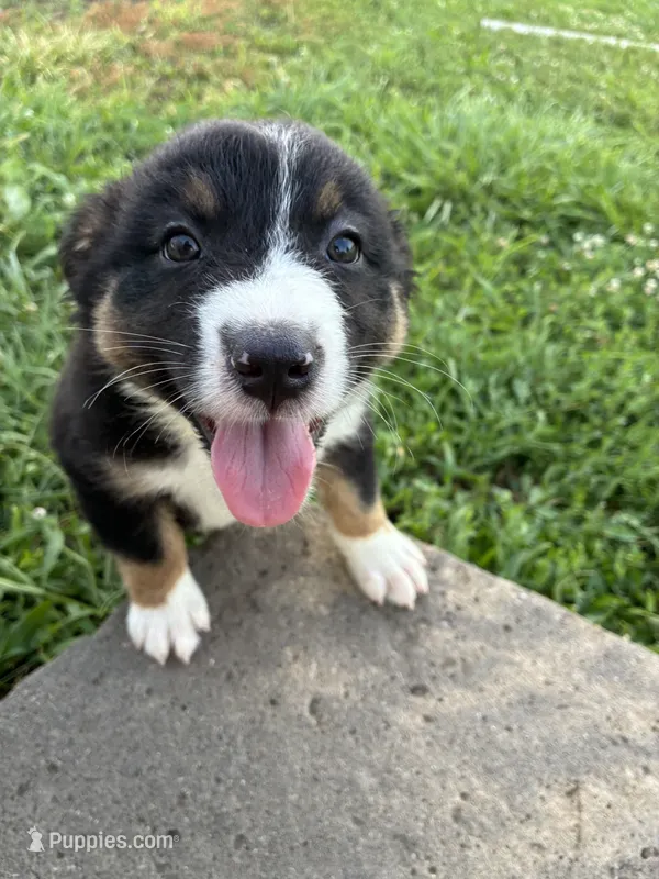 Willie – Australian Shepherd puppy for sale in Jefferson City, MO