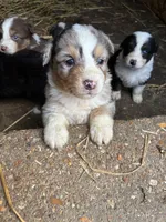 Merle, a male Australian Shepherd for sale in Jefferson City, MO – 2 of 2
