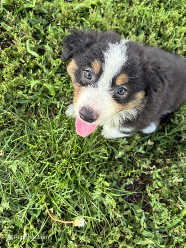 Pancho – Australian Shepherd puppy for sale in Jefferson City, MO