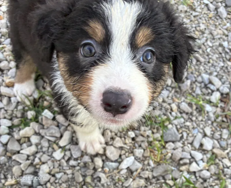 Pancho – Australian Shepherd puppy for sale in Jefferson City, MO