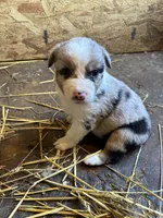 Betty , a female Australian Shepherd for sale in Jefferson City, MO – 2 of 2