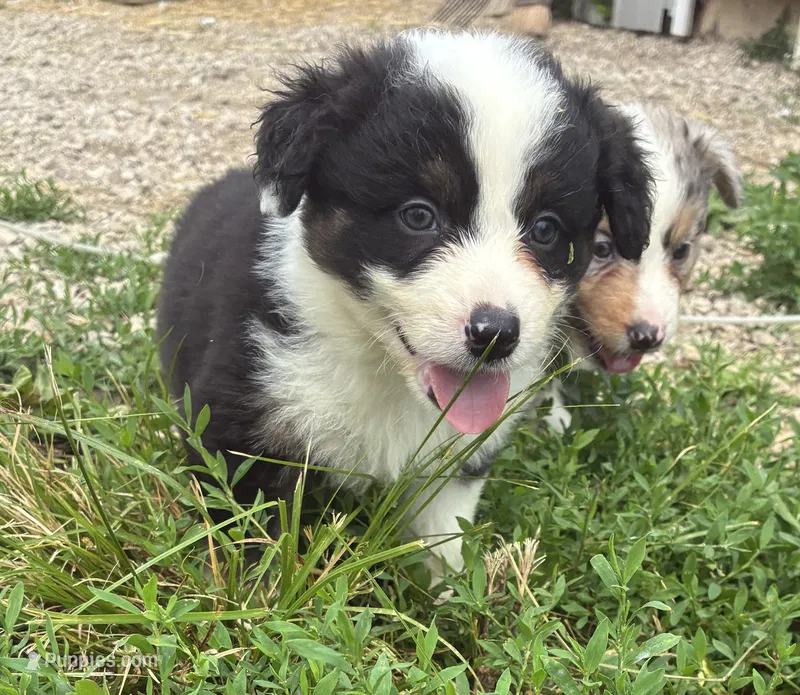 Hank – Australian Shepherd puppy for sale in Jefferson City, MO