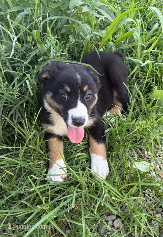Willie – Australian Shepherd puppy for sale in Jefferson City, MO