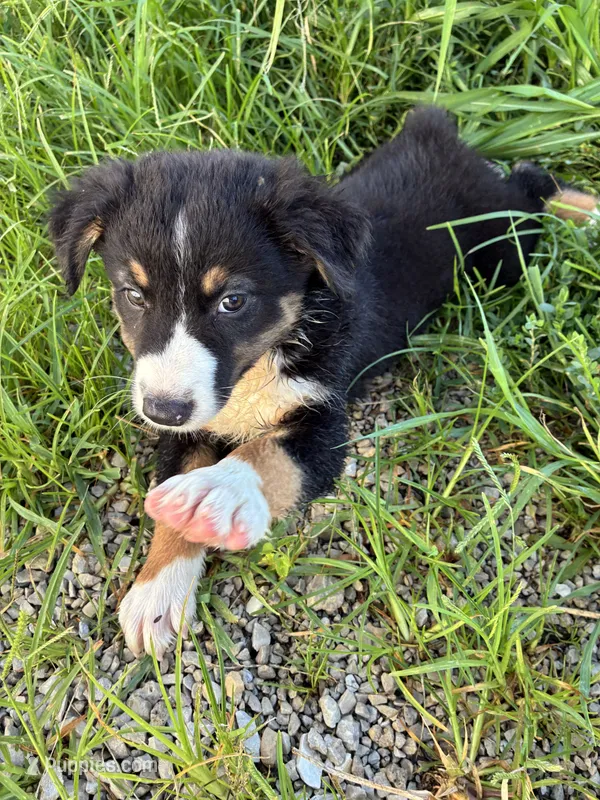 Willie – Australian Shepherd puppy for sale in Jefferson City, MO