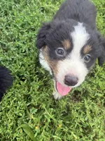 Pancho, a male Australian Shepherd for sale in Jefferson City, MO – 1 of 3