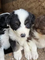 Hank, a male Australian Shepherd for sale in Jefferson City, MO – 1 of 3