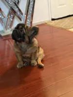Shiva, a female French Bulldog for sale in Elk Grove, CA – 2 of 3