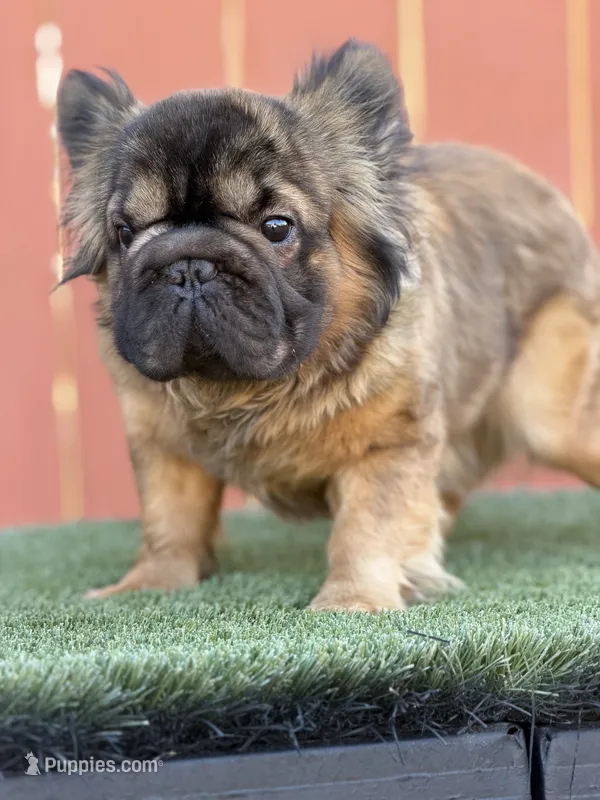 Shiva – French Bulldog puppy for sale in Elk Grove, CA