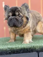 Shiva, a female French Bulldog for sale in Elk Grove, CA – 1 of 3