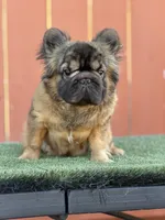 Shiva, a female French Bulldog for sale in Elk Grove, CA – 3 of 3