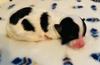 Boo Baby, a male Maltipoo for sale in Bogue Chitto, MS – Photo 3 of 3