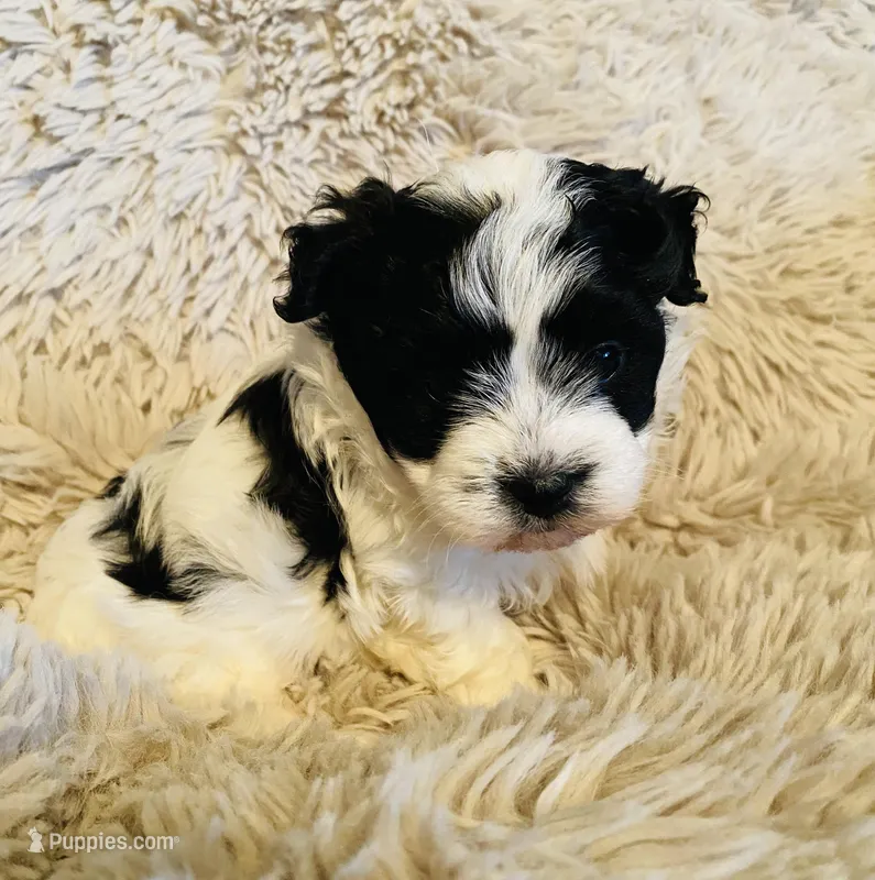 Boo Baby, a male Maltipoo for sale in Bogue Chitto, MS – Photo 1 of 3