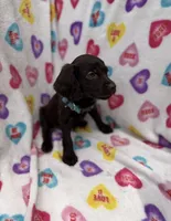 Thor UKC registered , a male Boykin Spaniel for sale in Clio, SC – 2 of 2