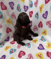 Bear UKC registered , a male Boykin Spaniel for sale in Clio, SC – 1 of 1