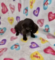 Tiny UKC registered , a female Boykin Spaniel for sale in Clio, SC – 2 of 2