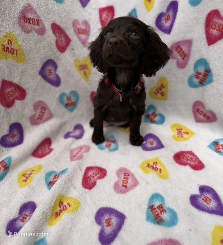 Zeus UKC registered  – Boykin Spaniel puppy for sale in Clio, SC