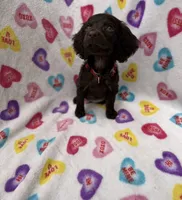 Zeus UKC registered , a male Boykin Spaniel for sale in Clio, SC – 1 of 1