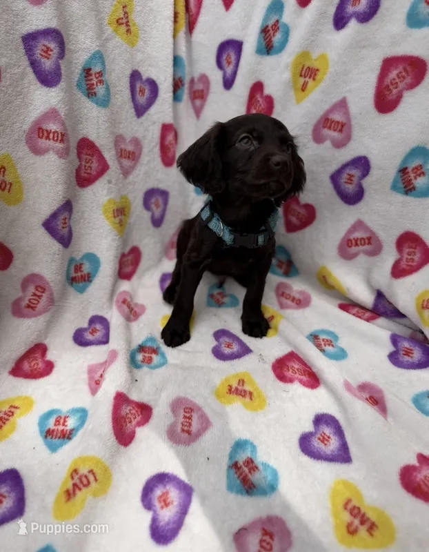 Thor UKC registered  – Boykin Spaniel puppy for sale in Clio, SC