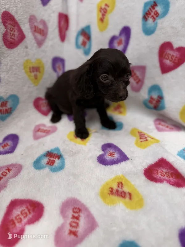 Tiny UKC registered  – Boykin Spaniel puppy for sale in Clio, SC