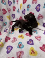 Briar UKC registered , a male Boykin Spaniel for sale in Clio, SC – 2 of 2