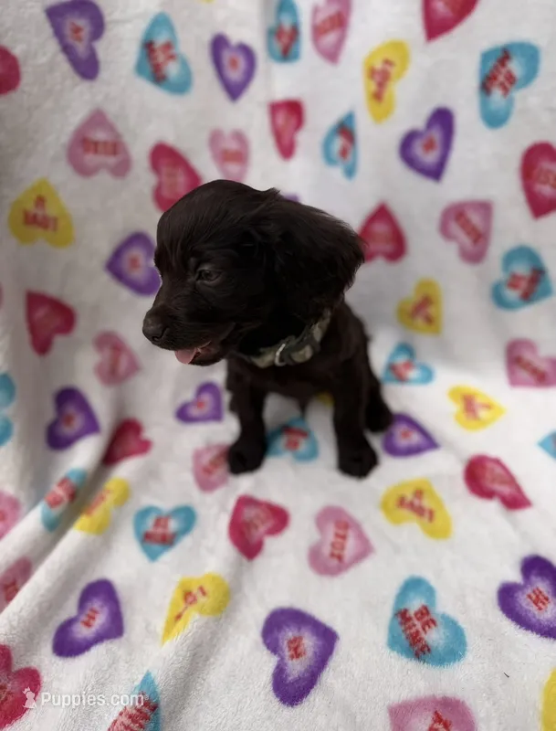 Briar UKC registered  – Boykin Spaniel puppy for sale in Clio, SC