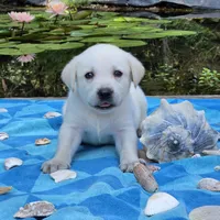 Leo, a male Labrador Retriever for sale in Centerville, TN – 4 of 6