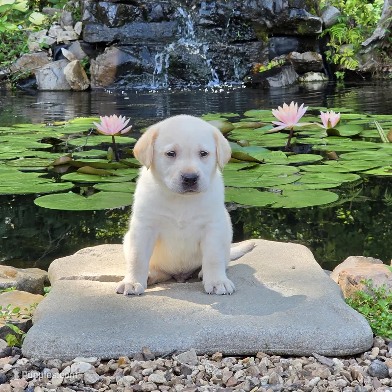 Anatoli  – Labrador Retriever puppy for sale in Centerville, TN
