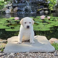 Anatoli , a male Labrador Retriever for sale in Centerville, TN – 1 of 4