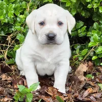 Daisy, a female Labrador Retriever for sale in Centerville, TN – 4 of 6