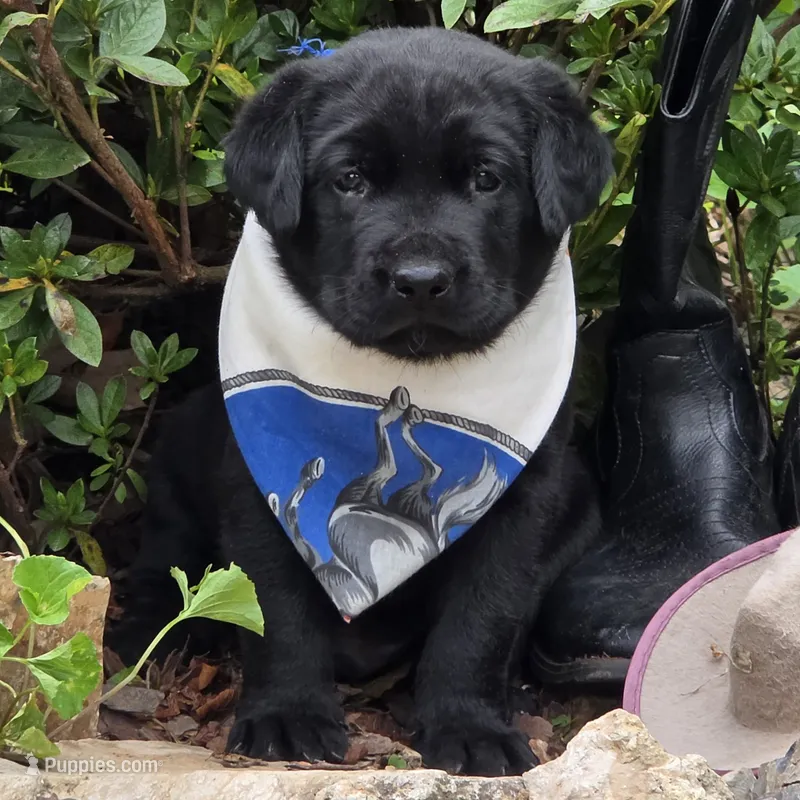 Tide – Labrador Retriever puppy for sale in Centerville, TN