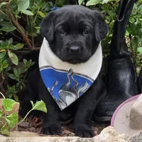 Tide, a male Labrador Retriever for sale in Centerville, TN – 1 of 4