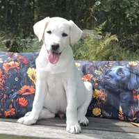 Finn, a male Labrador Retriever for sale in Nunnelly, TN – 3 of 8