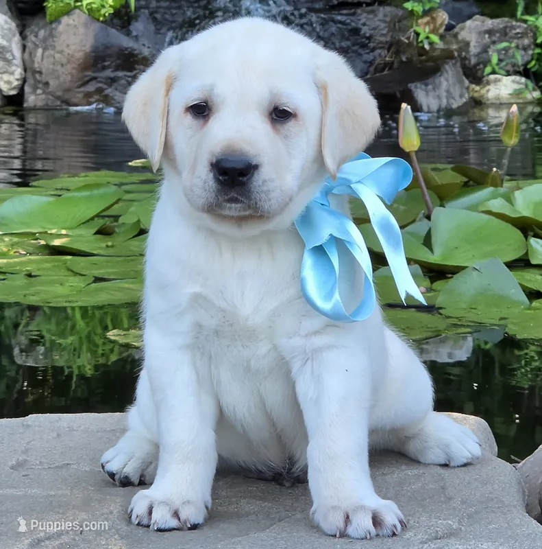 Cosmos – Labrador Retriever puppy for sale in Centerville, TN
