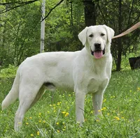 Luna, a female Labrador Retriever for sale in Centerville, TN – 5 of 5