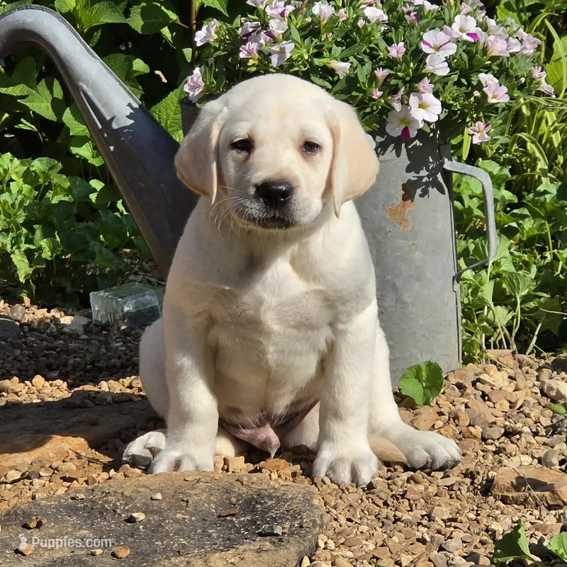 Clover – Labrador Retriever puppy for sale in Centerville, TN