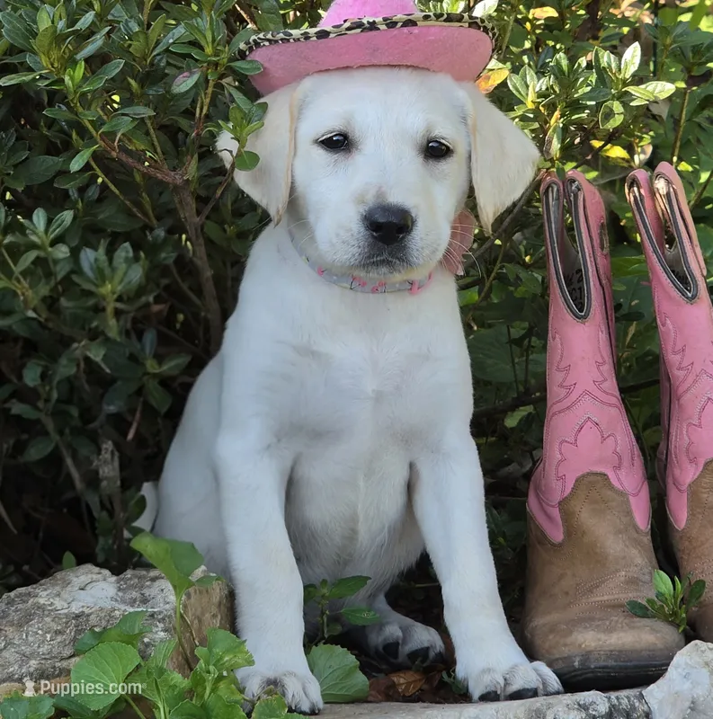Helena – Labrador Retriever puppy for sale in Centerville, TN