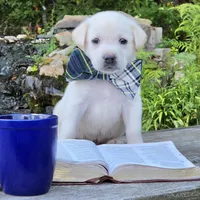 Sandy, a male Labrador Retriever for sale in Centerville, TN – 4 of 6