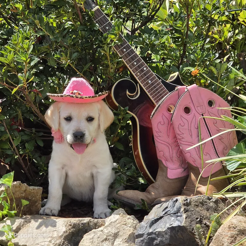 Iris – Labrador Retriever puppy for sale in Centerville, TN