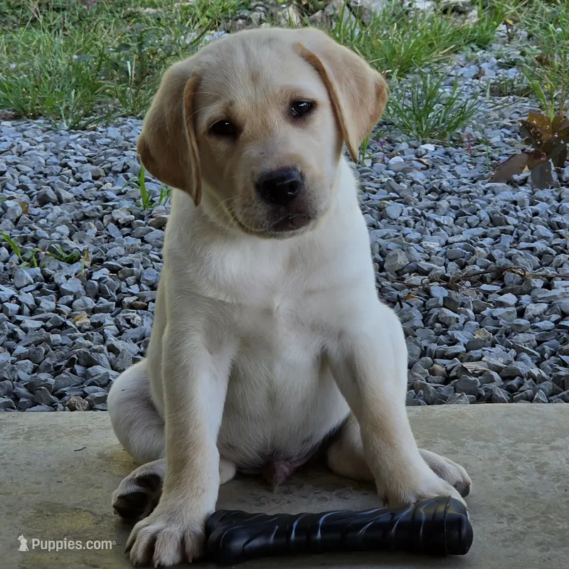 Anatoli – Labrador Retriever puppy for sale in Centerville, TN