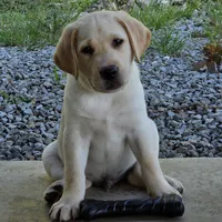 Anatoli, a male Labrador Retriever for sale in Centerville, TN – 1 of 9
