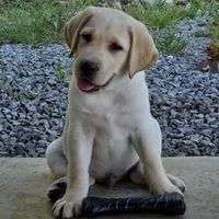 Anatoli, a male Labrador Retriever for sale in Centerville, TN – 2 of 9