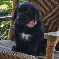 Trixie, a female Labrador Retriever for sale in Centerville, TN – 4 of 6