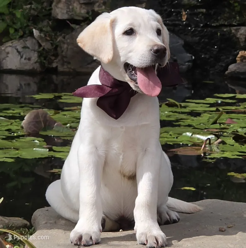 Finn – Labrador Retriever puppy for sale in Centerville, TN