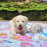 Luna, a female Labrador Retriever for sale in Centerville, TN – 1 of 5