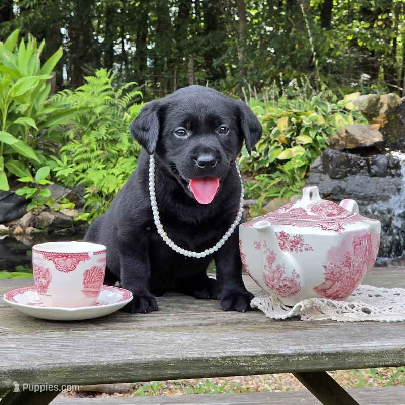 Azure – Labrador Retriever puppy for sale in Centerville, TN