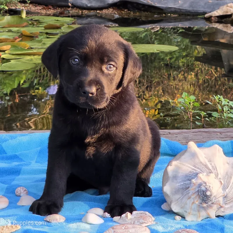 Duke – Labrador Retriever puppy for sale in Centerville, TN